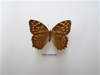 藏品(布氏蔭眼蝶)的圖片